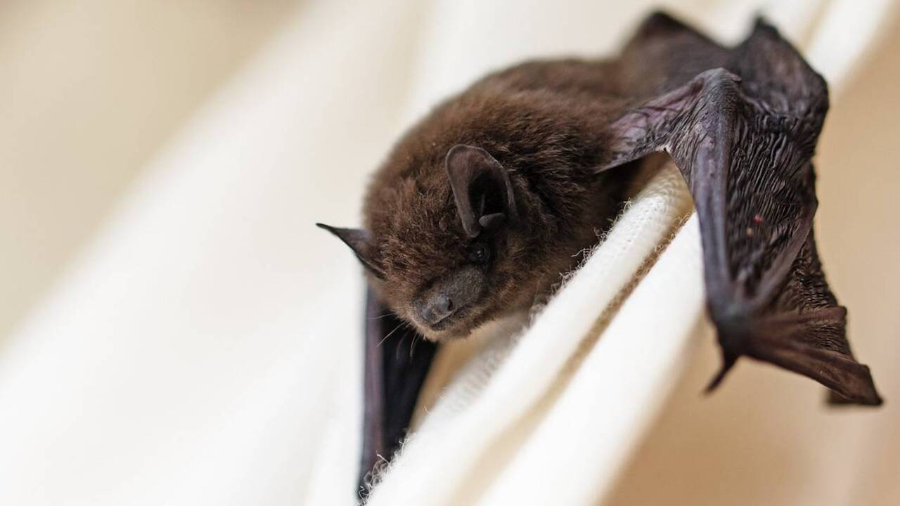 Are you at risk for rabies?