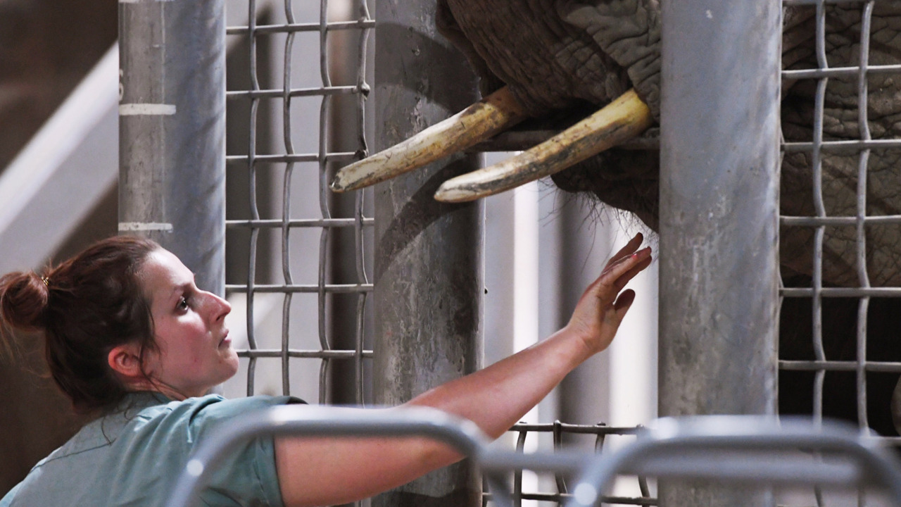 How does Fresno Chaffee Zoo treat its elephants? Take a peek inside the operation