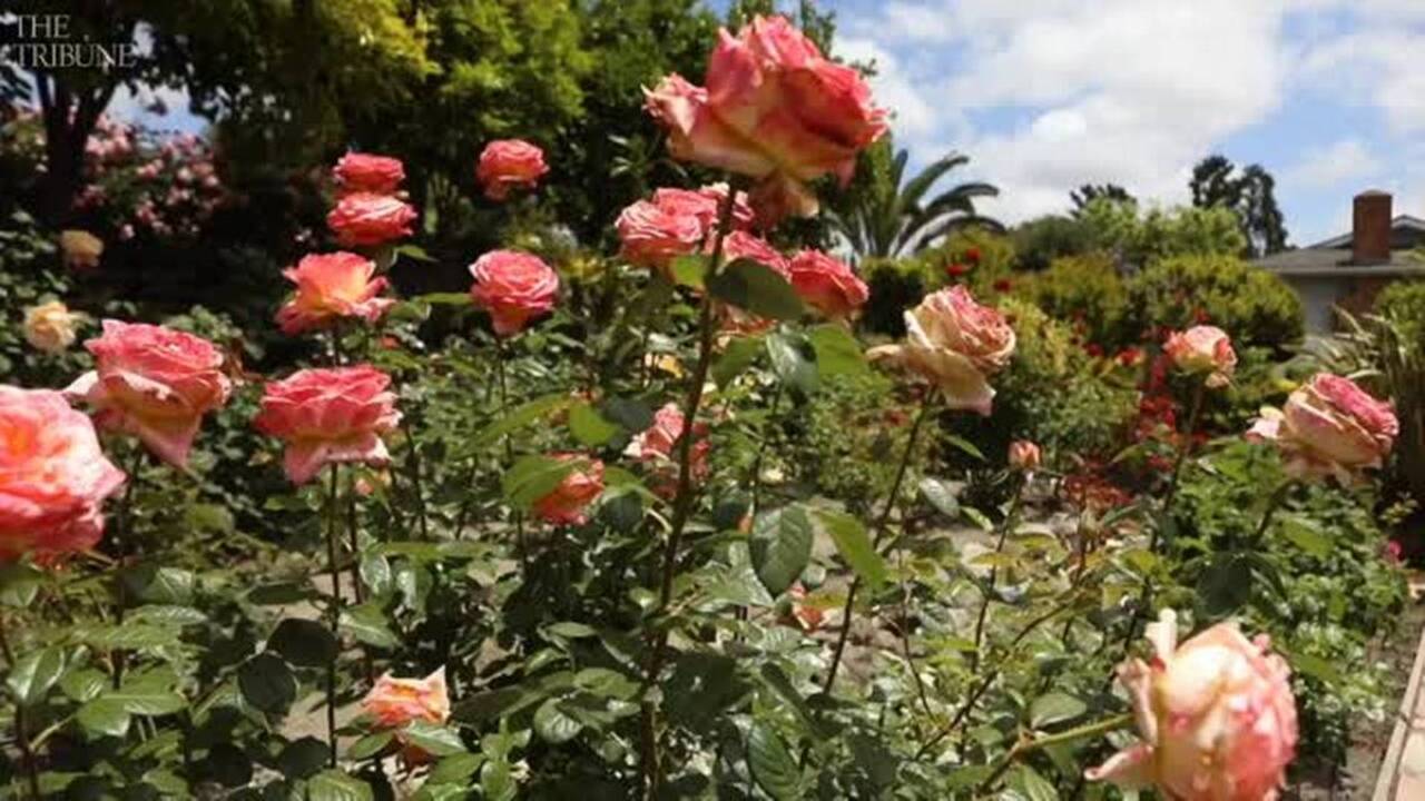 Tour this rose garden with Mediterranean flair in San Luis Obispo