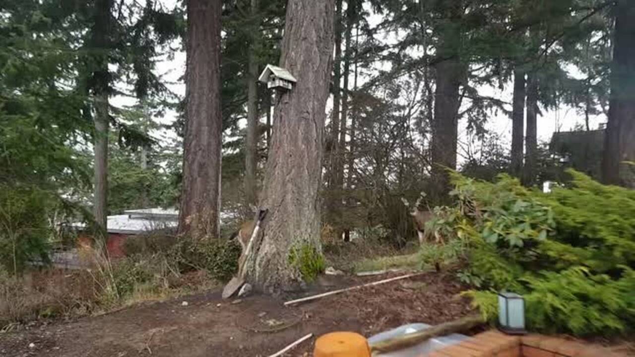 ‘Don’t feed wildlife.’ Why WA made it illegal to feed specific animals