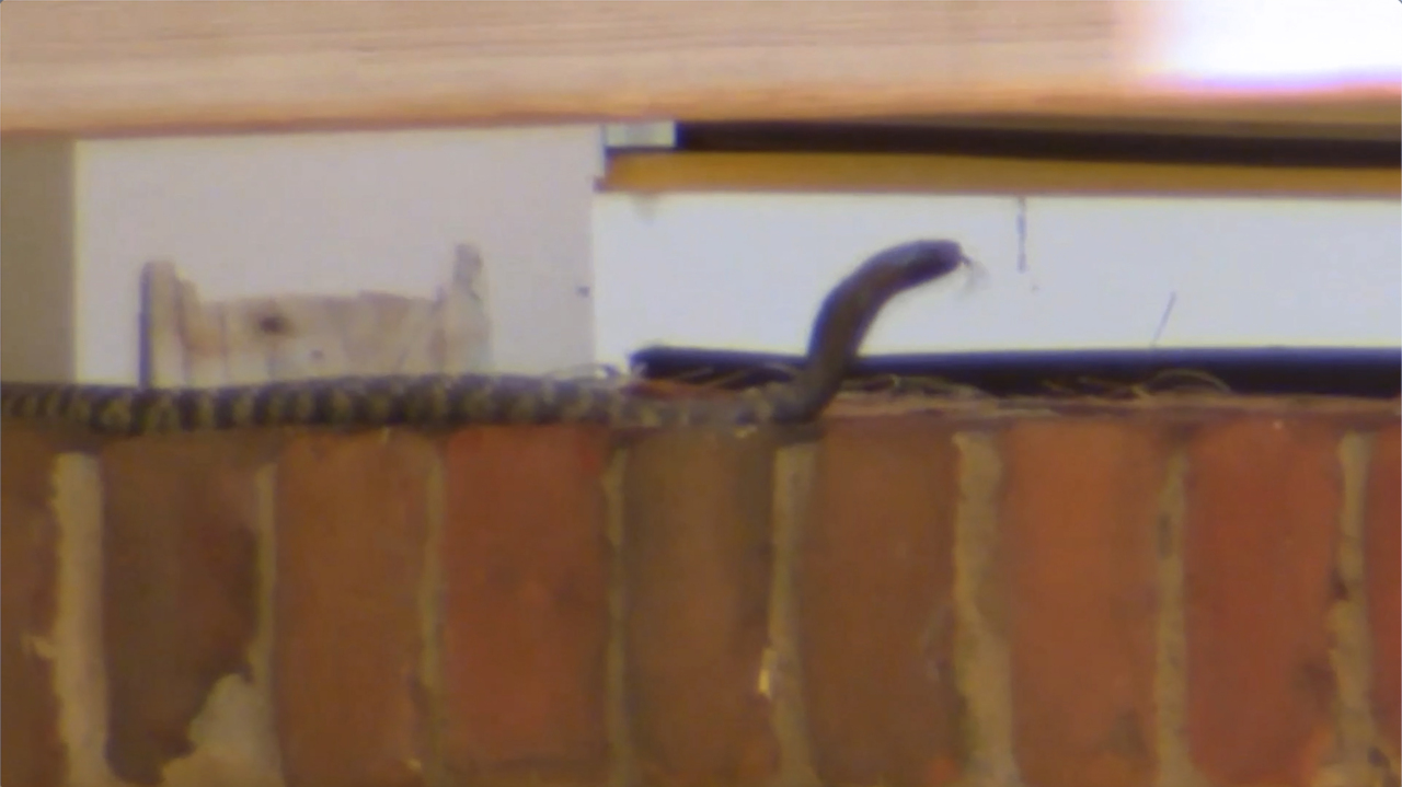 Zebra cobra is doing OK after capture in Raleigh, but many questions remain