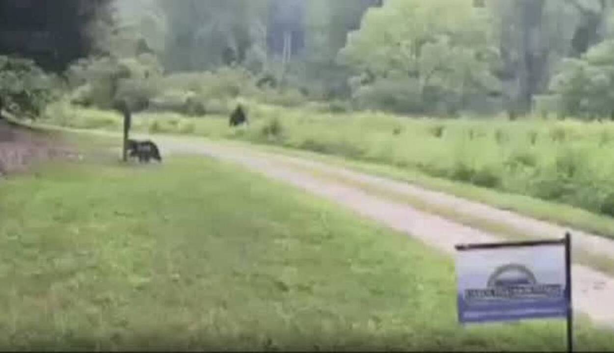 Has Bigfoot been spotted in NC? One resident says he caught it on camera in 2015.