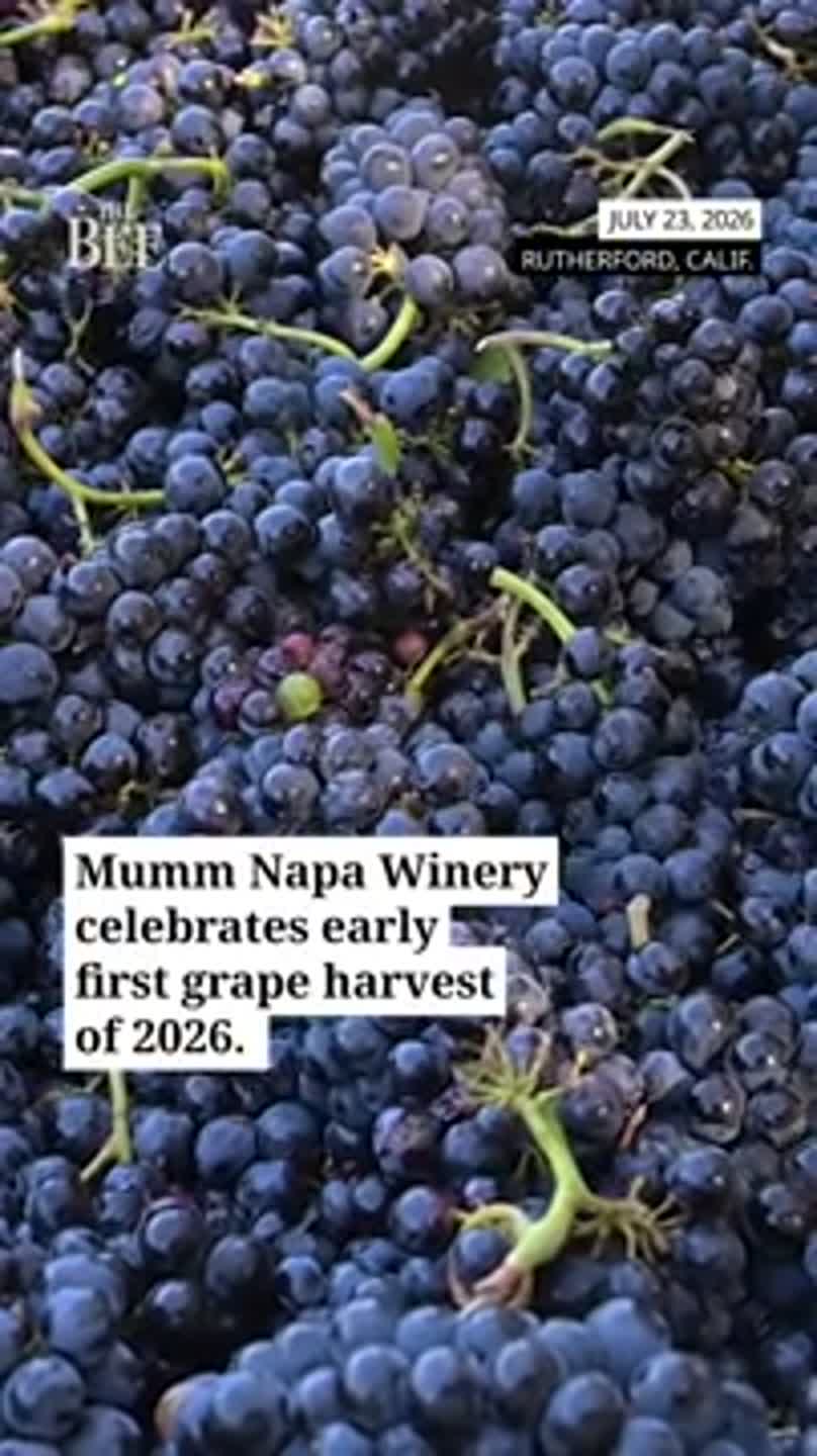 See Mumm Napa winery celebrate its first grape harvest of 2026