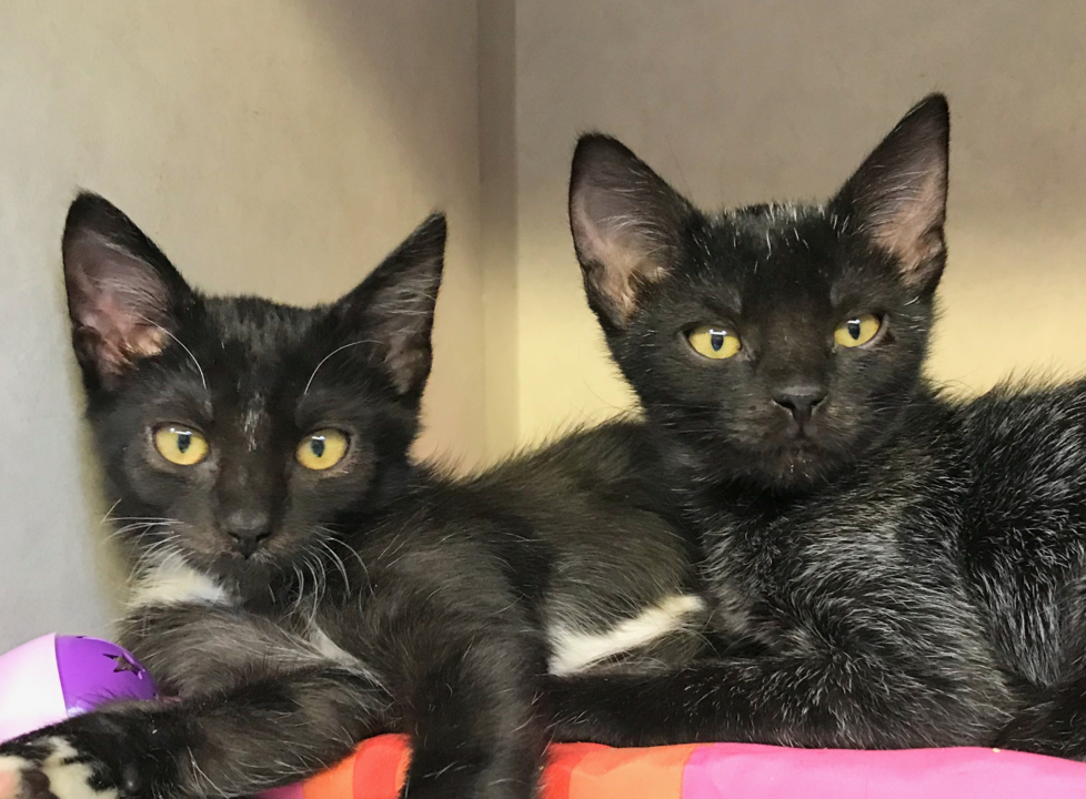 SLO animal shelter is full of kittens in need of new homes —including Camilia and Angela