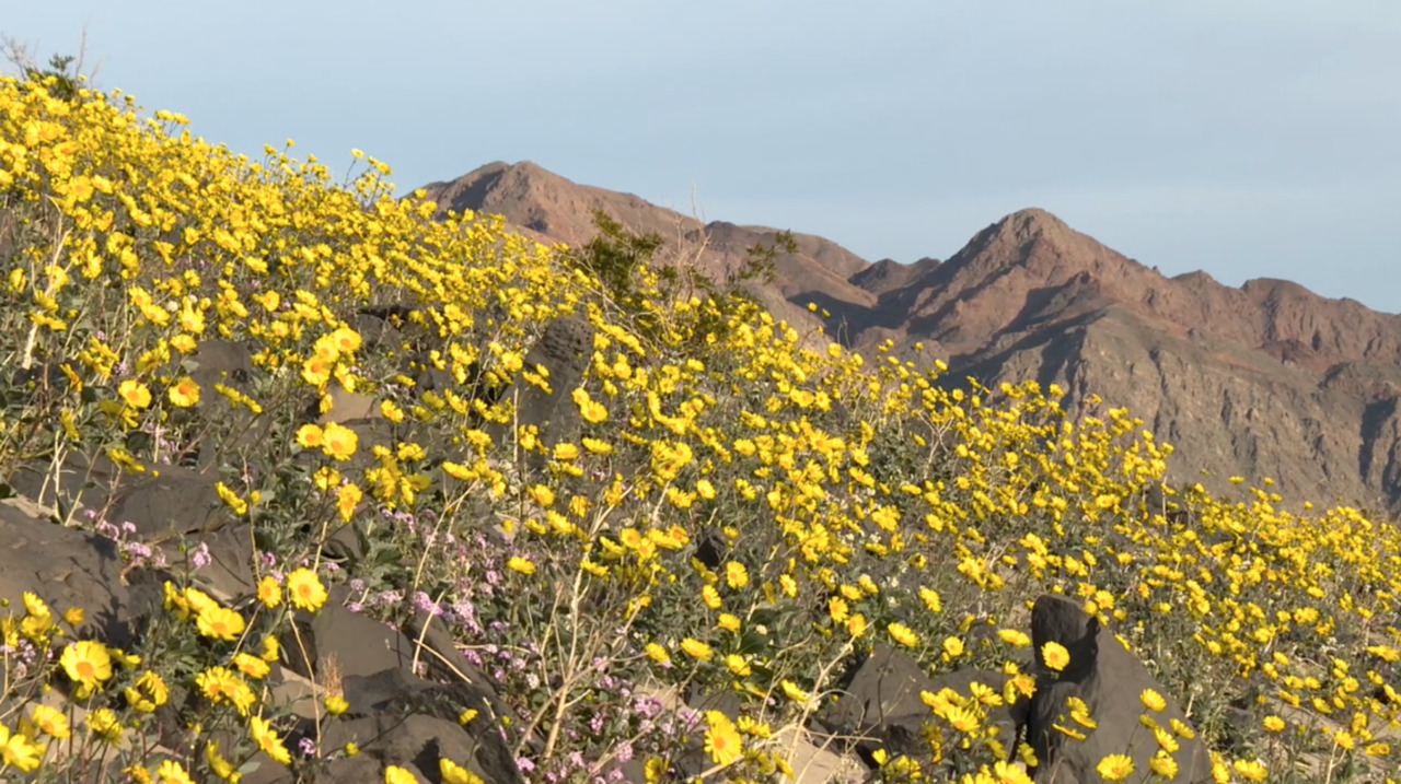 California rains brought super bloom – and toxic invaders