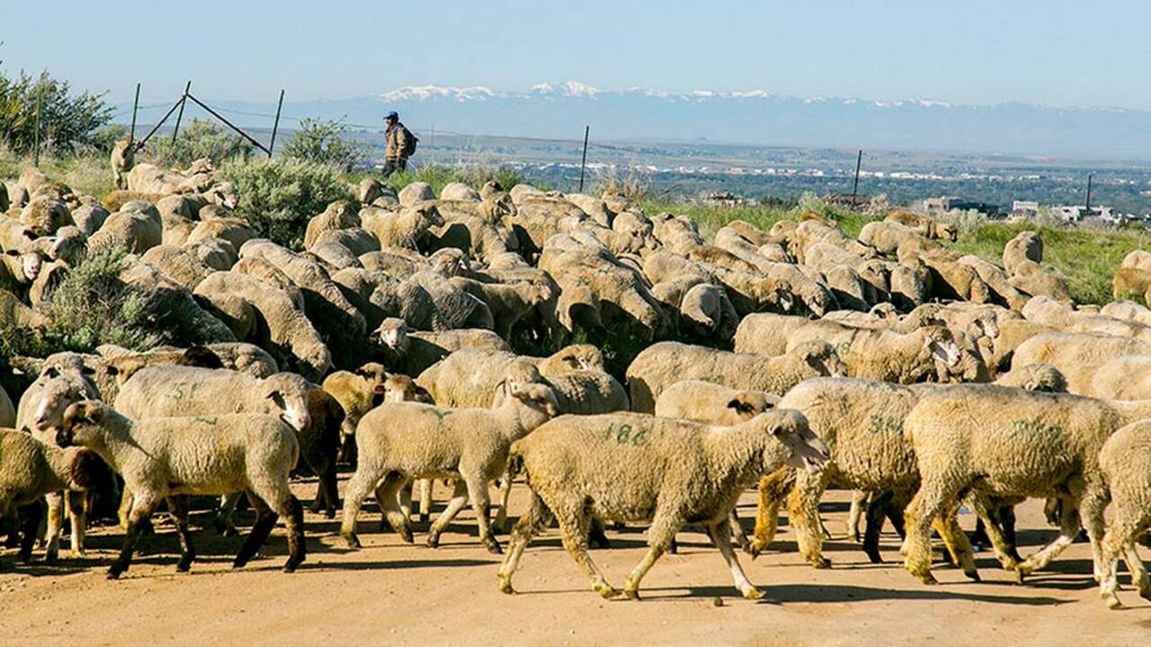 Get a 360-degree view of the annual sheep release in the Boise Foothills