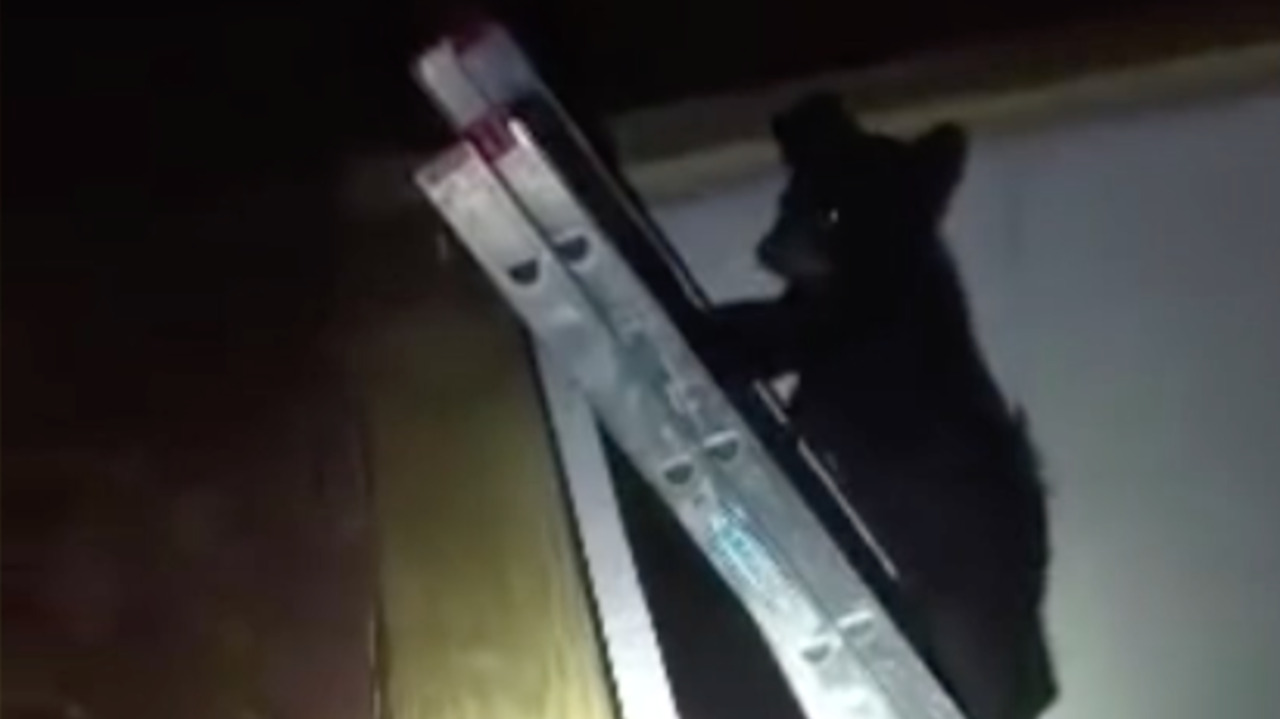 Bear cub climbs ladder to reunite with mother in Wisconsin