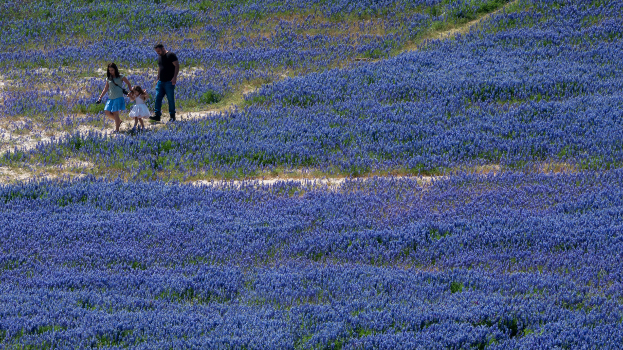 See the lupine wildflowers in ‘super bloom’ at Beeks Bight at Folsom Lake