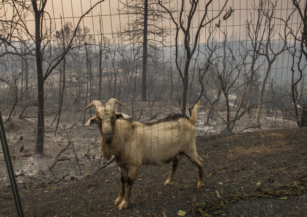 They had to leave Milkshake behind. How one family discovered their goat had survived