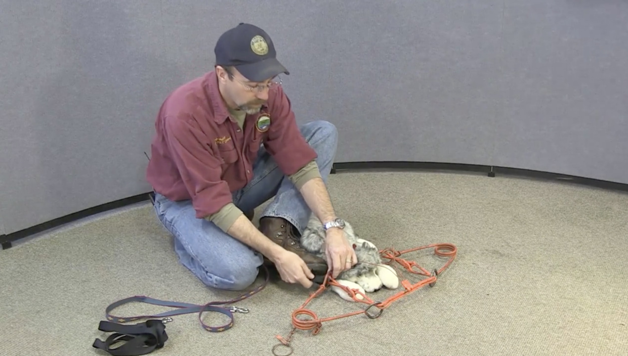 How to Release a dog from a bodygrip trap