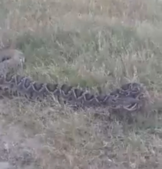 Large rattlesnake spotted in Jacksonville field