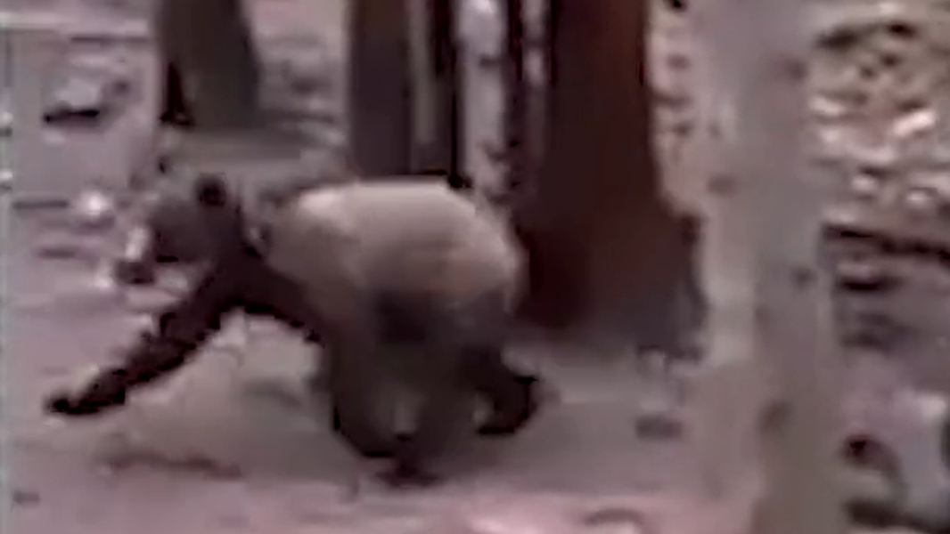 Grizzly or black bear? Hunter shared videos with IDFG before shooting animal