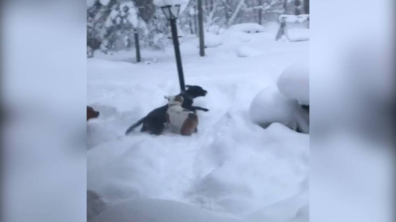 If it is too cold to walk your dog outside, here’s what you can do