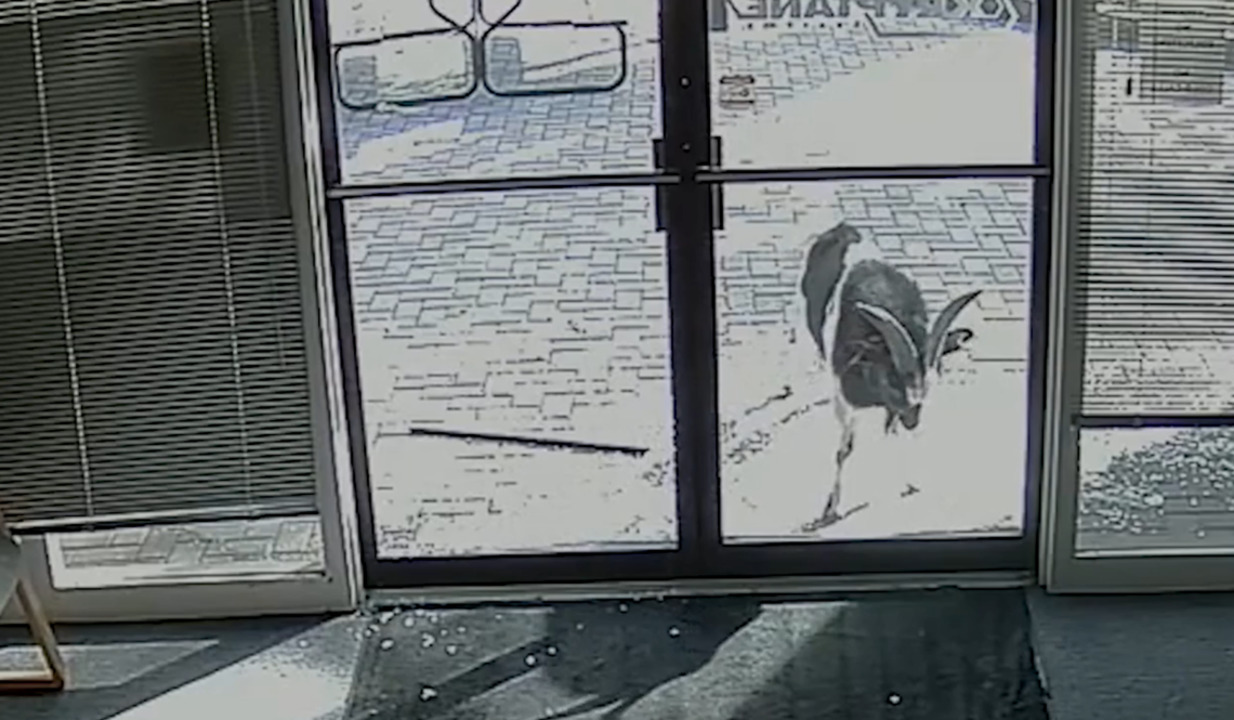 Watch a goat bust through the windows of a Colorado business