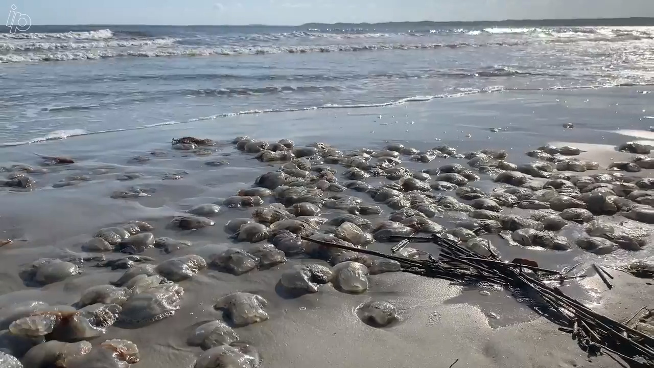 Thousands of jellyfish litter Hilton Head Island’s beach. Experts say it’s normal.