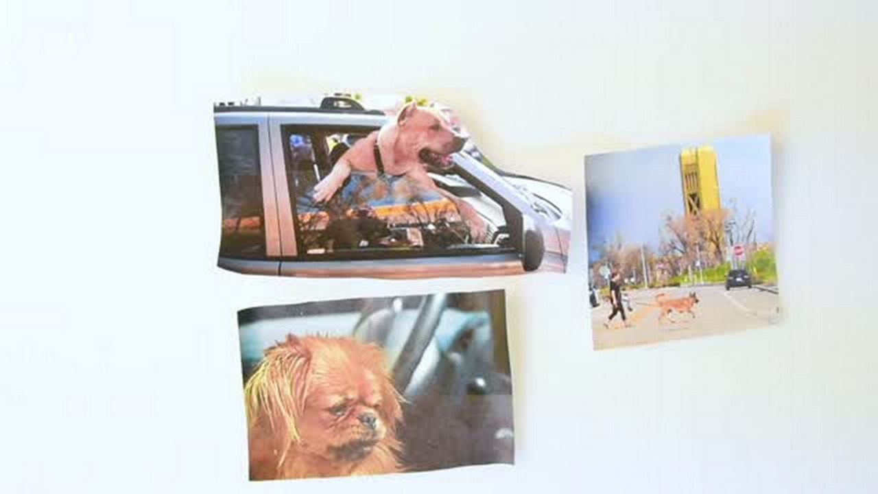 5 things to know about saving dogs from hot cars