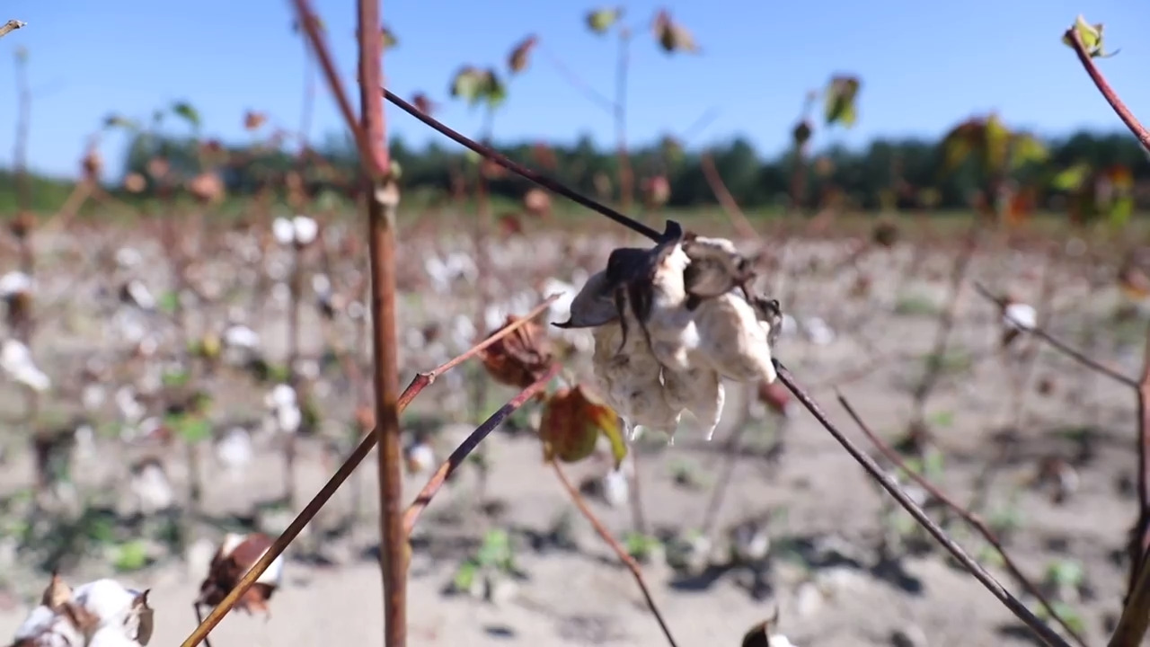 Hurricane Florence dealt another blow to SC farmers. Now they say they need help.