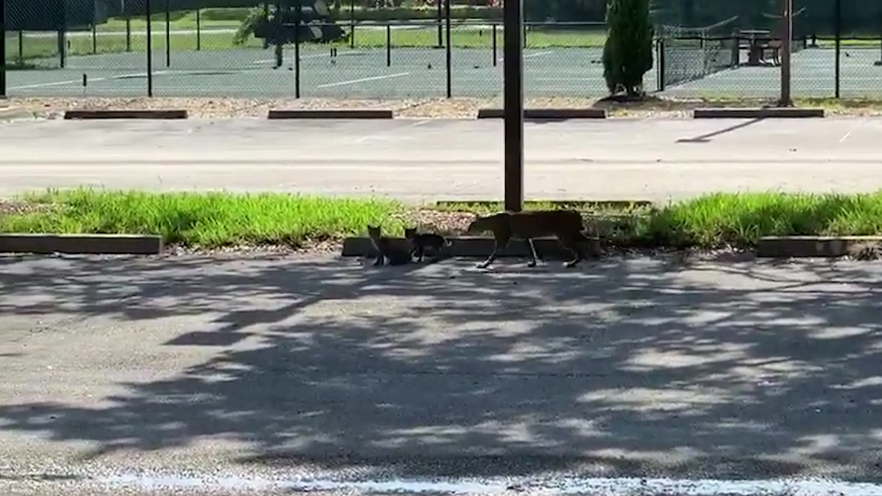 Bobcat and her kittens take a stroll around Port St Lucie golf course
