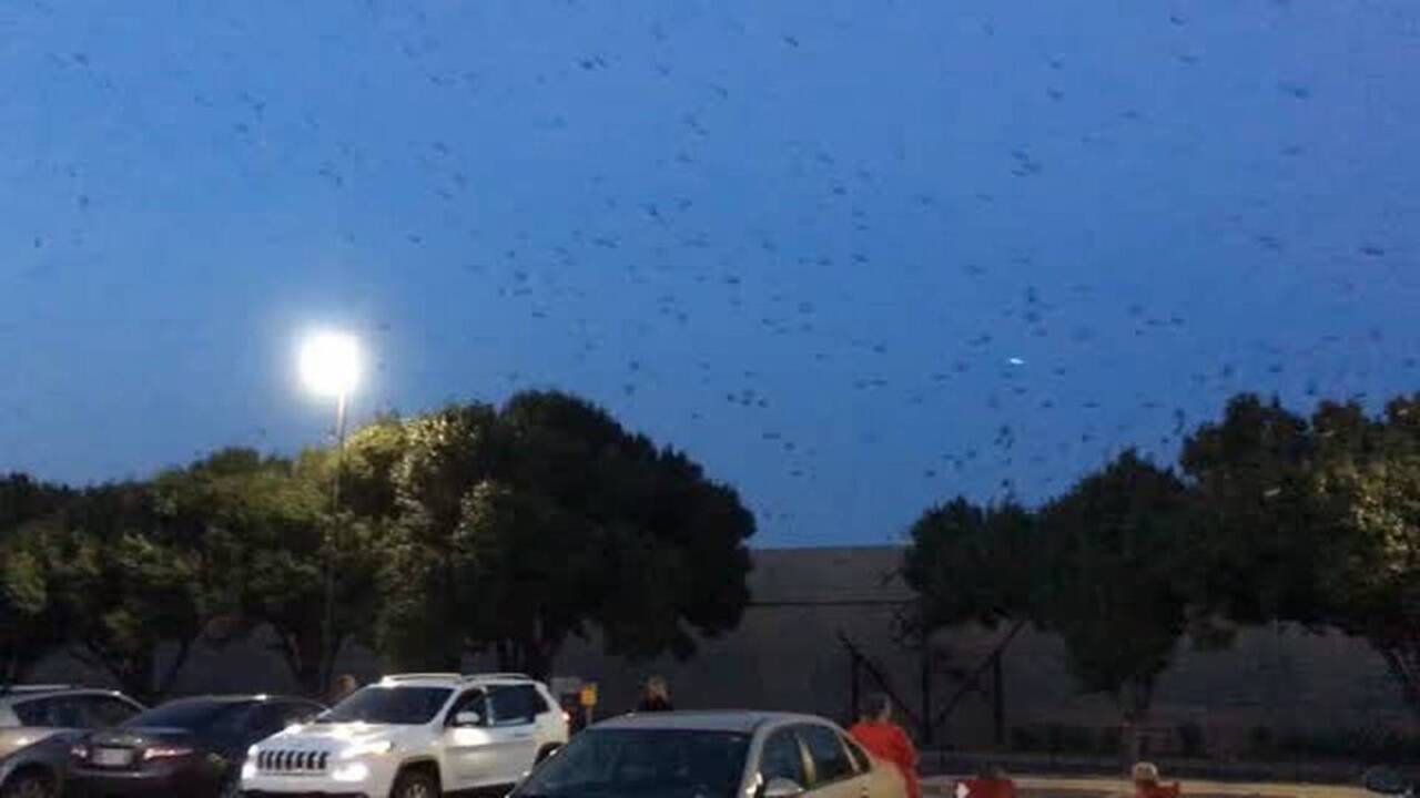 Thousands of purple martins fly in to roost in Wichita
