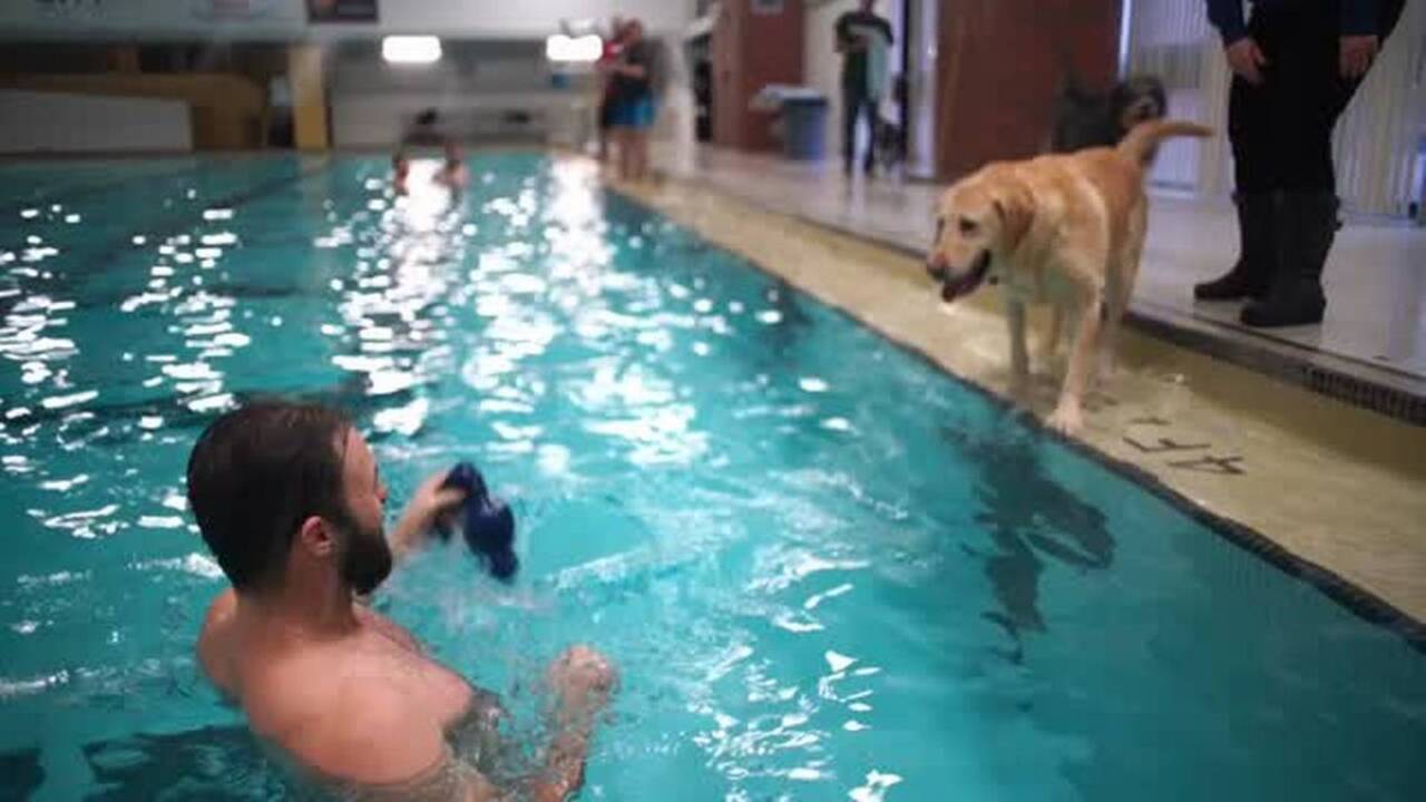 Dogs take a dip for charity