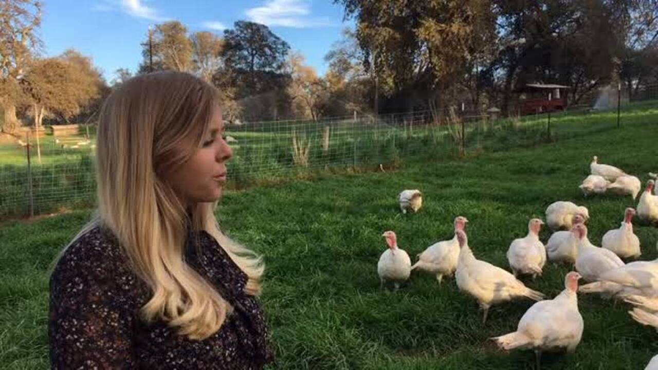 Raising turkeys on pasture near Sonora
