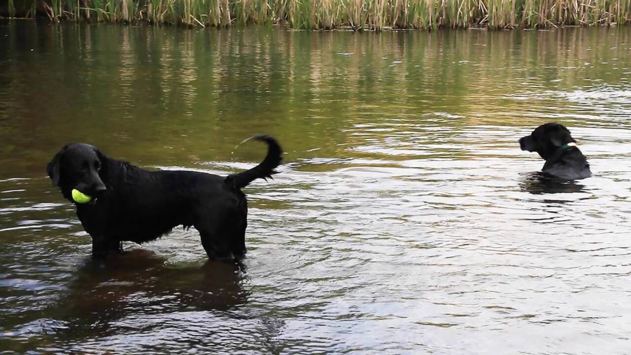 How to keep your dogs hydrated and cool while outdoors