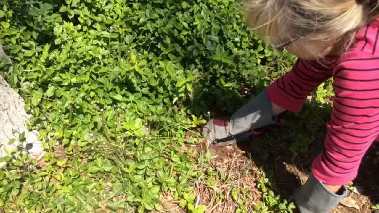 How to dig up dandelions