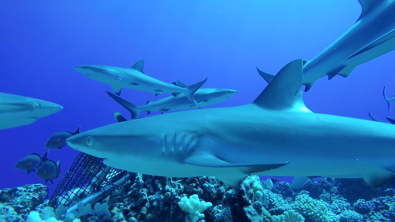 Sharks are gone from many of the world’s coral reefs