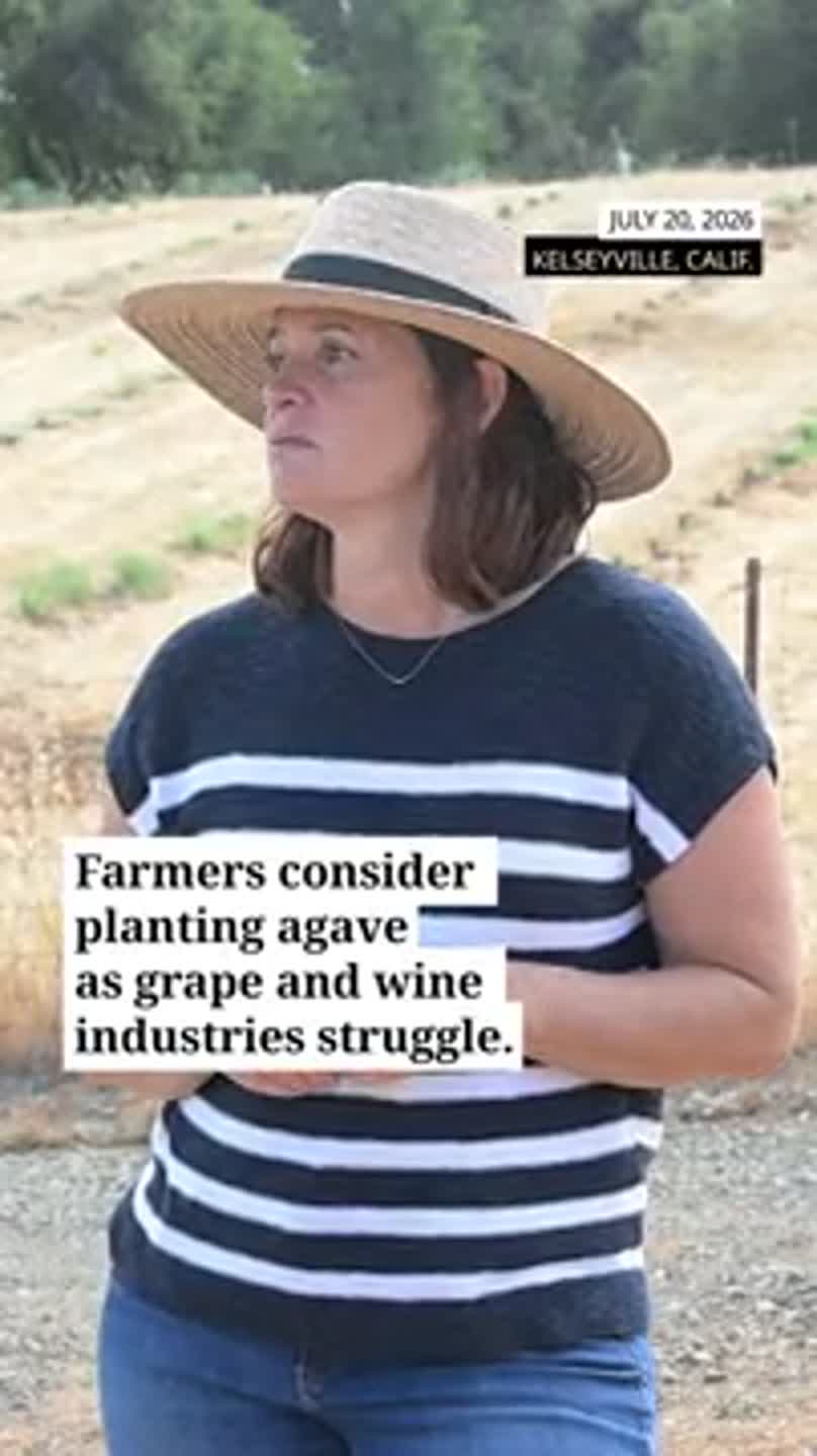 Learn why some farmers are growing agave as wine industry struggles