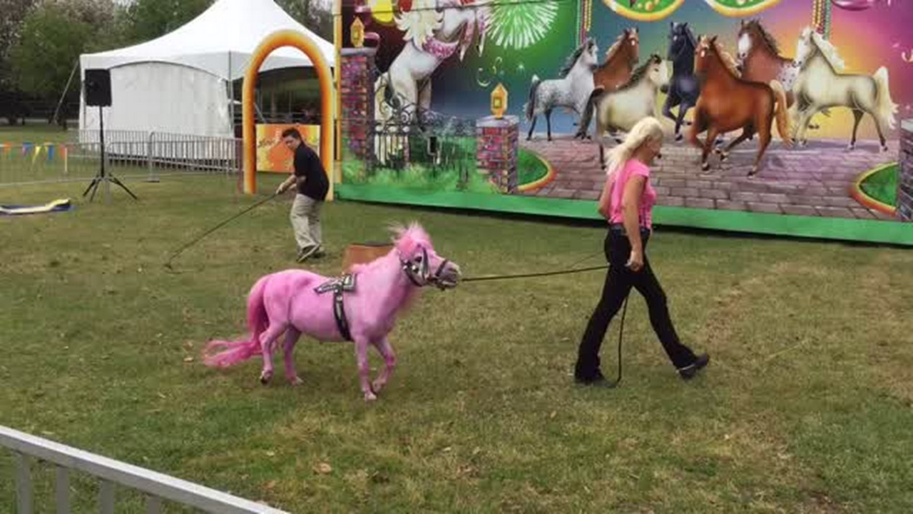 Cherry Blossom Festival newbies: A pink pony, poodle brighten cloudy first day