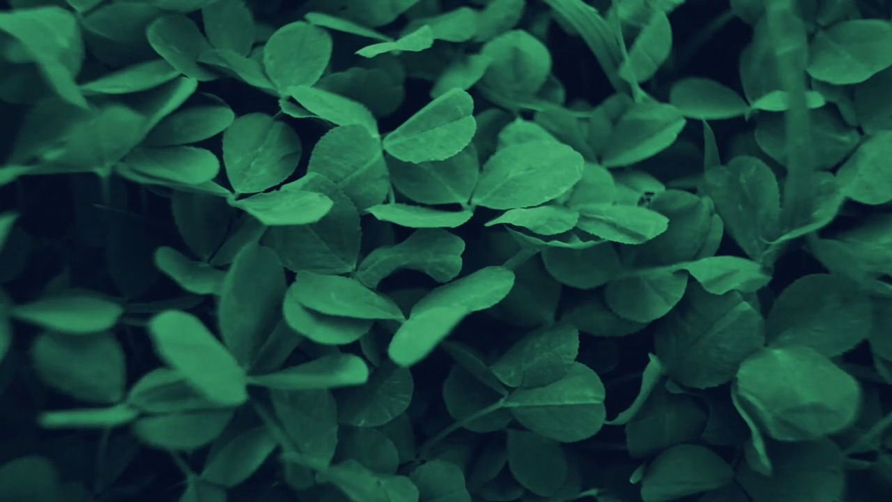 A quick history of St. Patrick’s Day