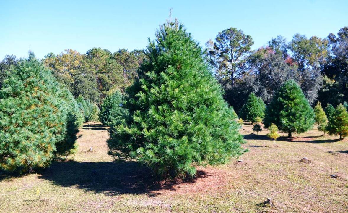 So easy anyone can do it: how to cut your own Christmas tree