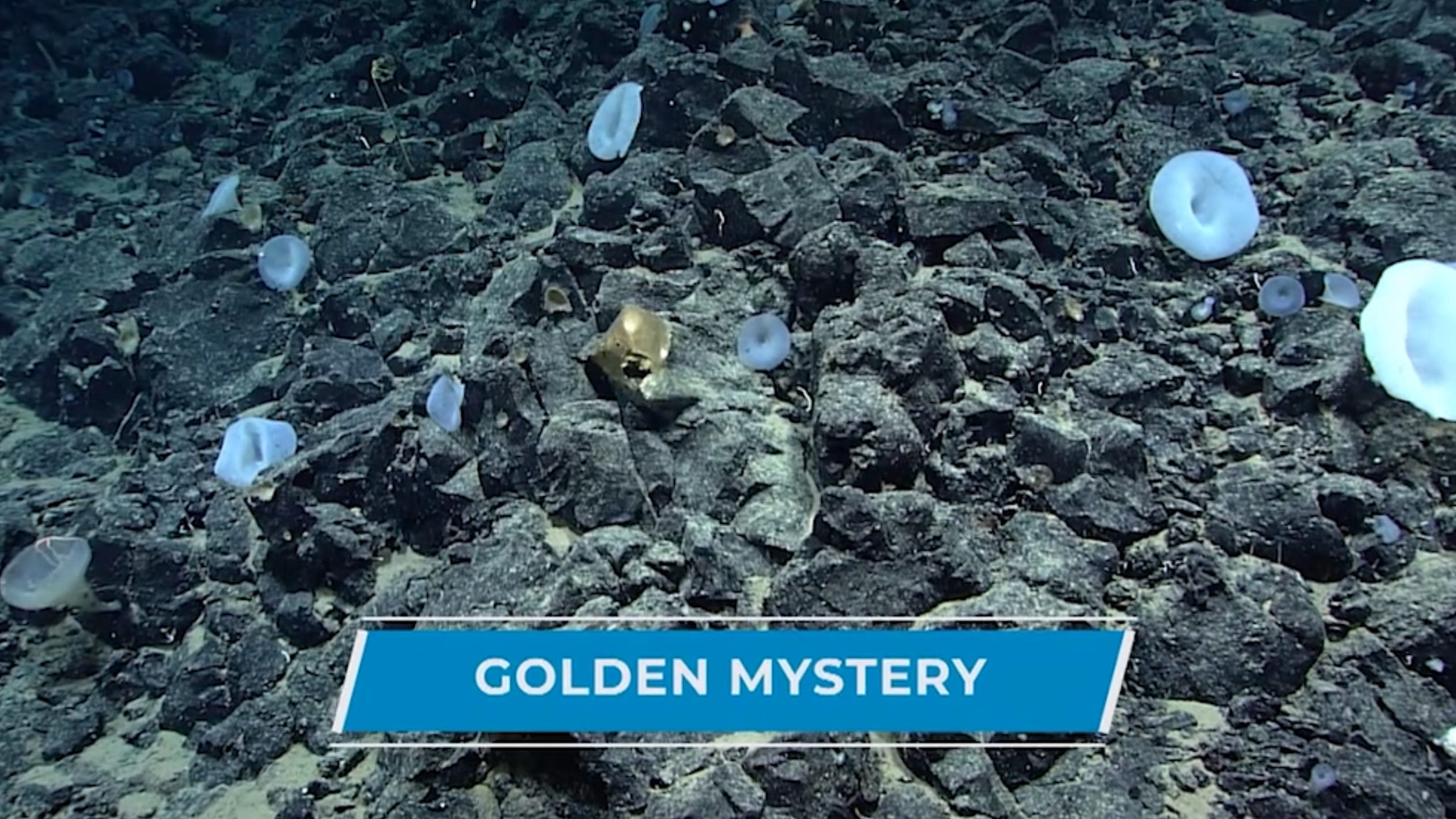 Scientists have identified 'Golden Orb' found off Alaska coast