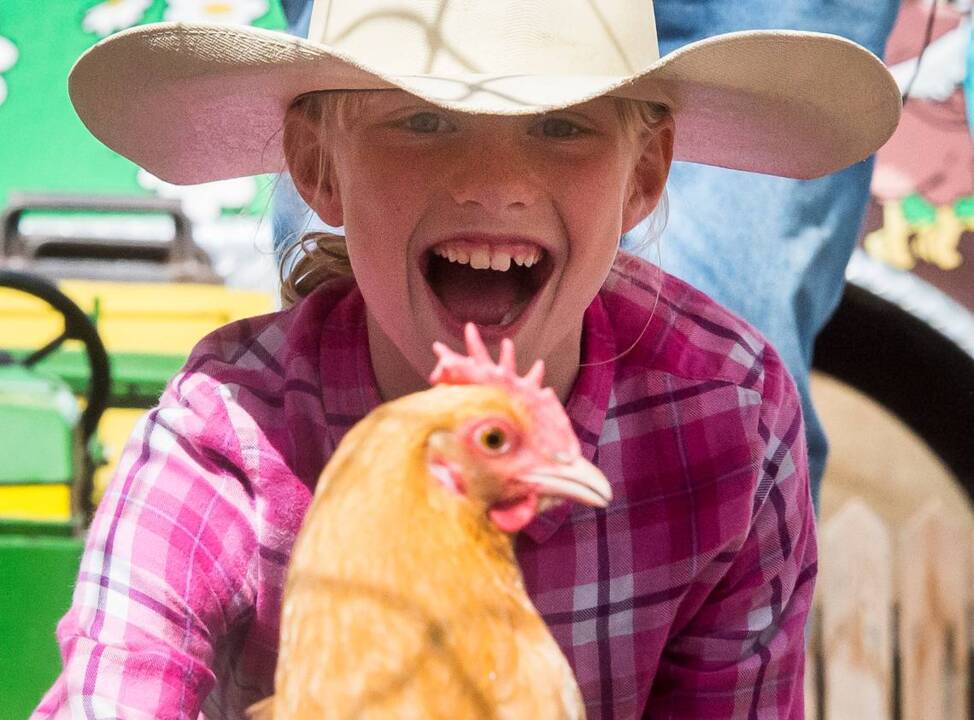 Pierce County Fair’s chicken drag races are for the birds (Video ...