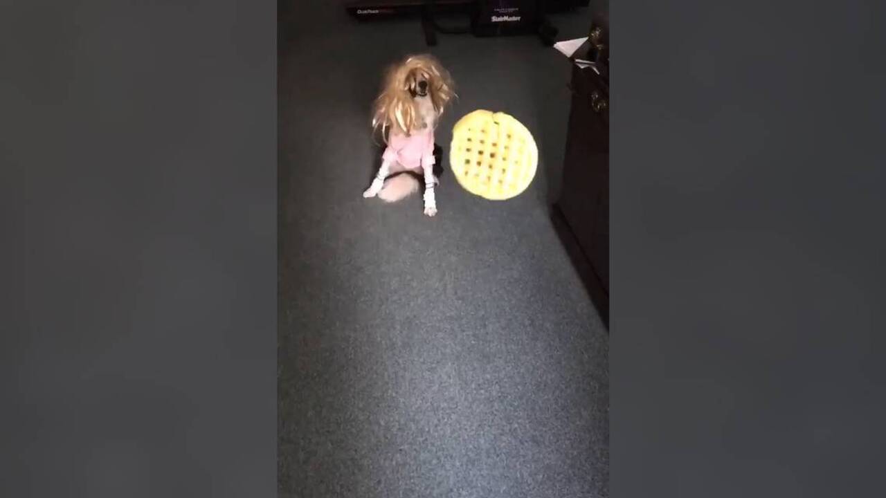 Florida family makes Stranger Things teaser trailer starring pet dog as Eleven