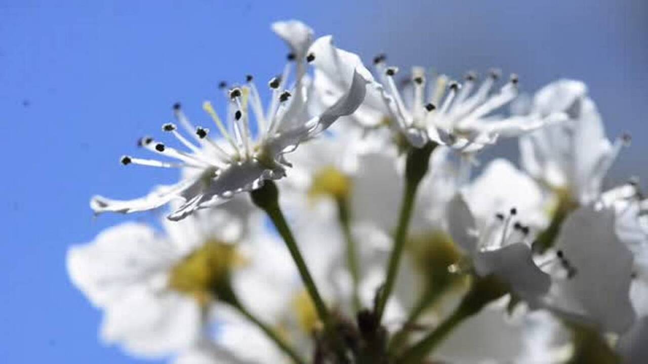 Blooming Bradford Pear trees