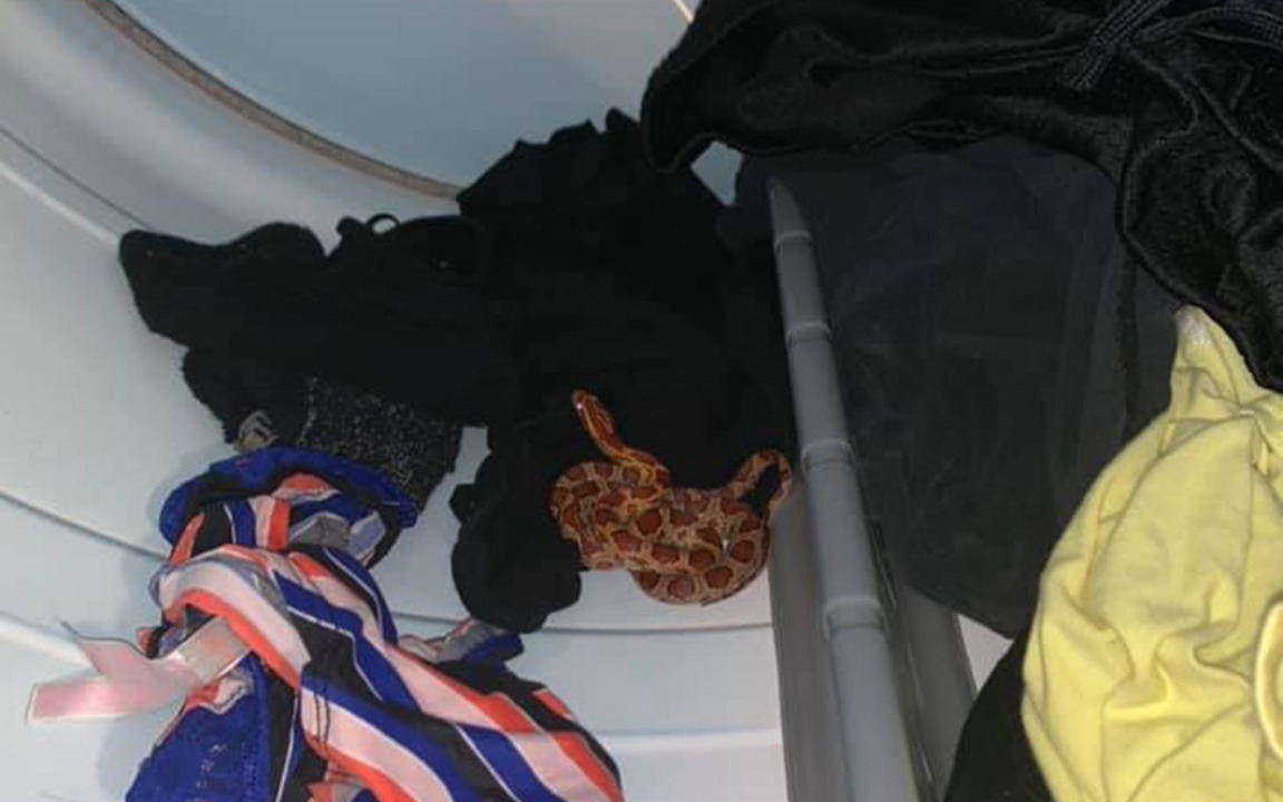 Florida woman flees after finding snake in clothes dryer
