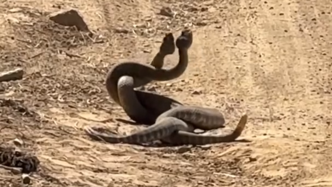 Have you seen these snakes in California? Why you shouldn’t kill them