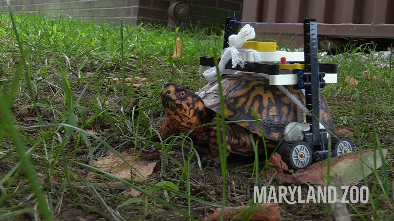 Turtle on the mend thanks to LEGO wheelchair