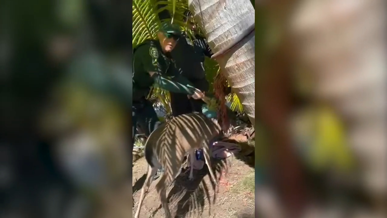 An endangered Key deer was trapped and in trouble. Then deputies arrived for a rescue