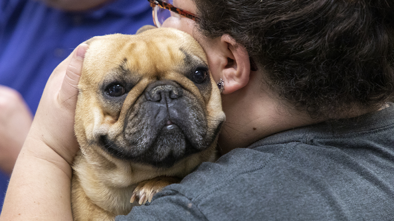 Orange County asks for patience and public’s support for 57 seized dogs and puppies