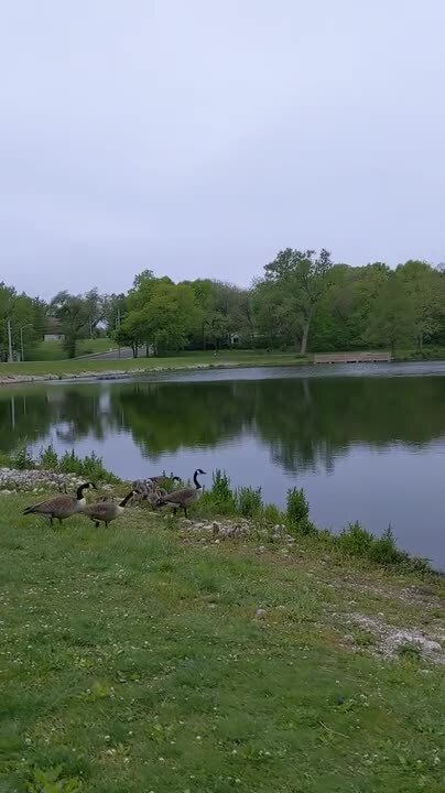 When a traffic jam involves geese, it’s perfectly fine