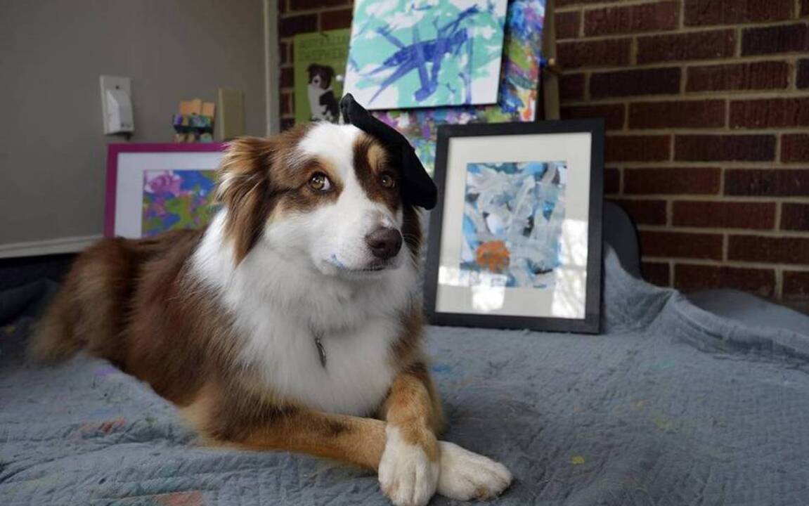 Ivy the dog can fetch craft beer from fridge and paint