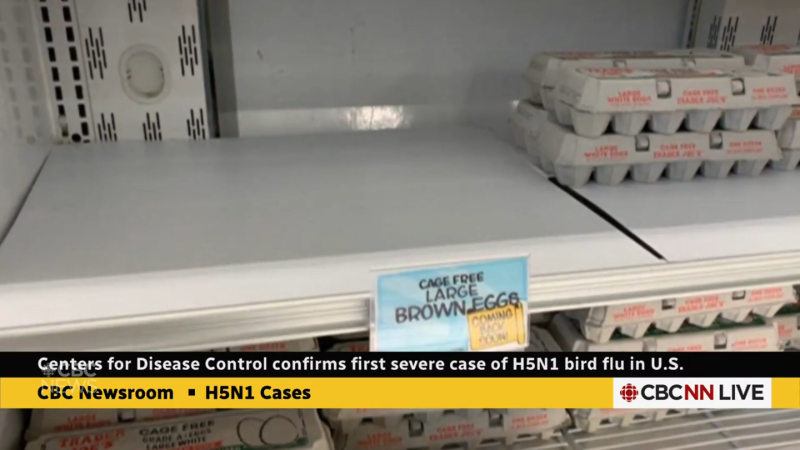 Is my pet safe from bird flu in Washington? Here’s what you need to know for cats and dogs