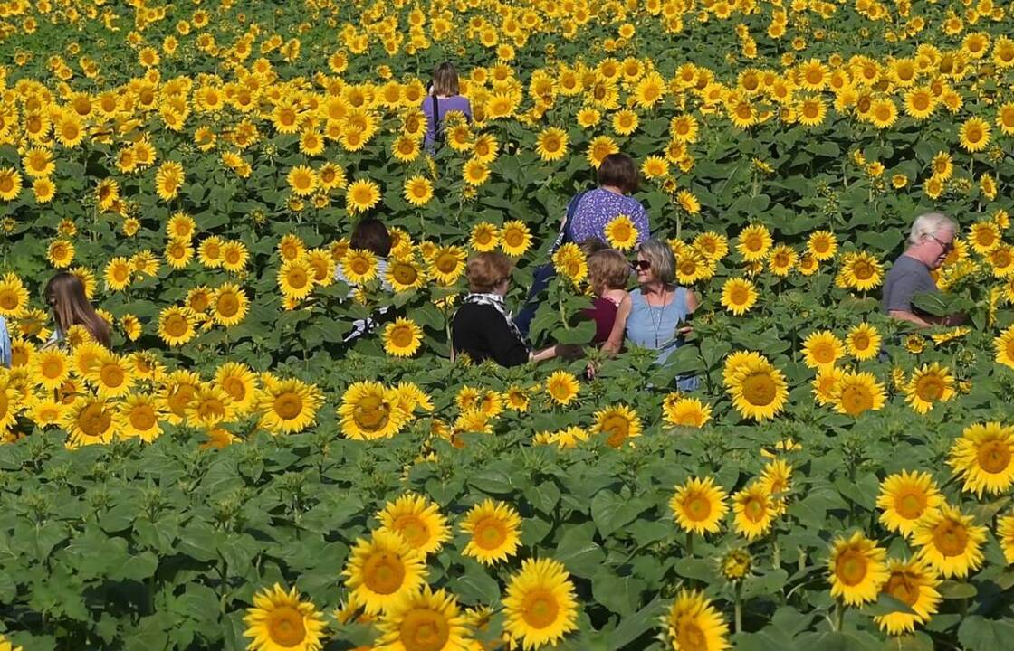 Sea of sunflowers at Grinter Farms
