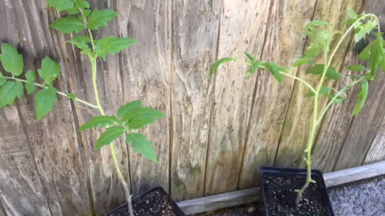Keep your tomatoes dry if you want to avoid late blight