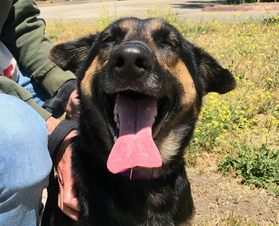 Pet Tales: Heidi the active dog is looking for a new home