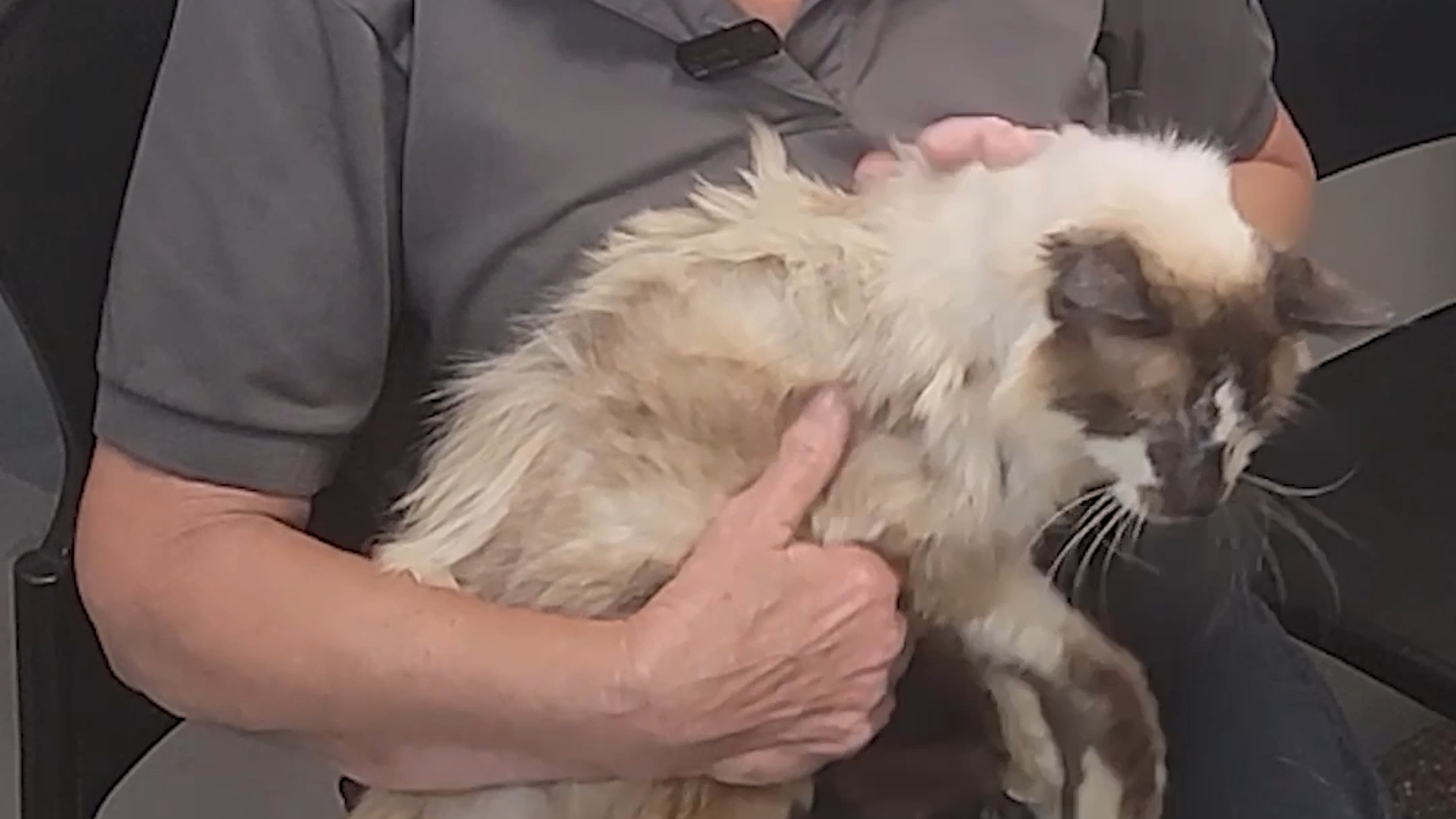 Lost senior cat found 11 years later: Heartwarming SC video | The State