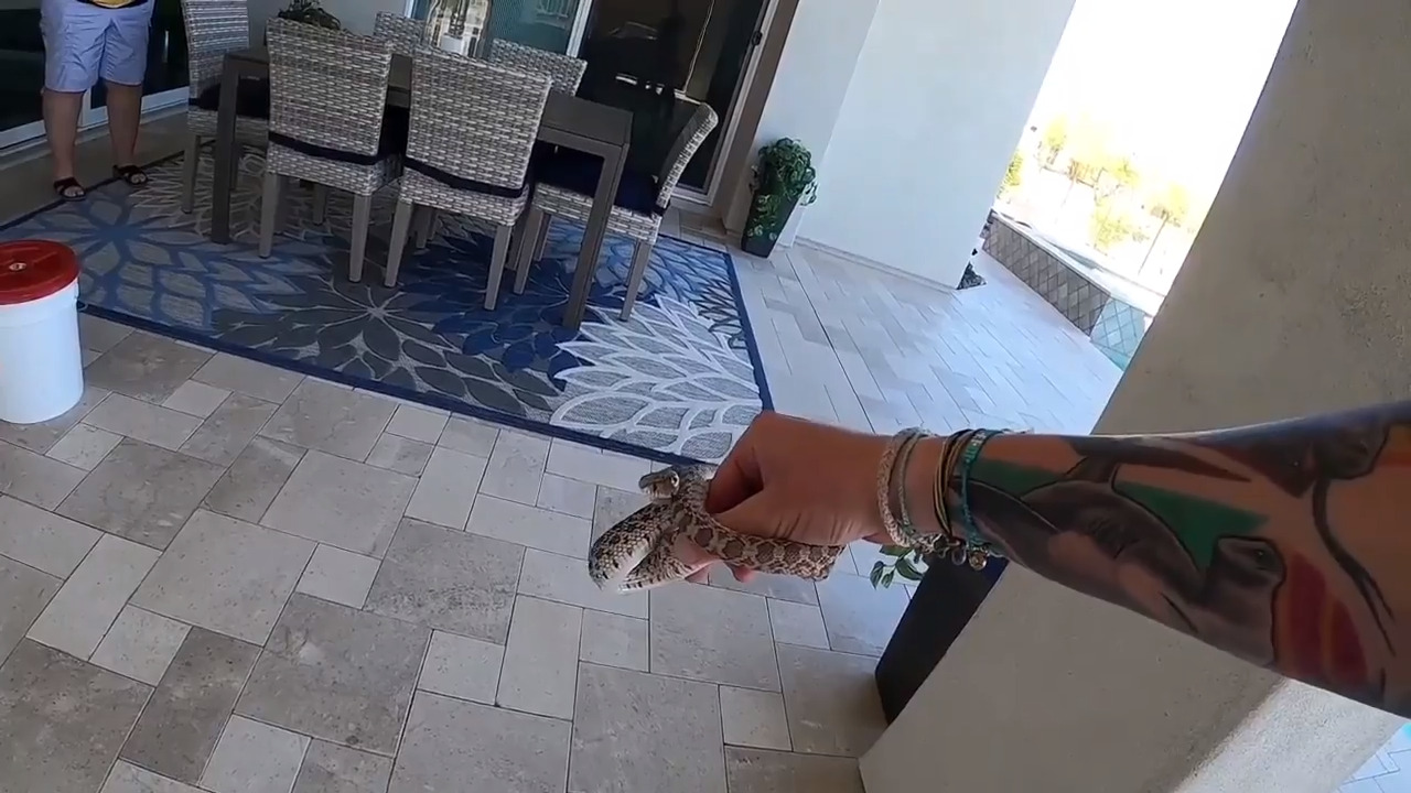 Have you heard a snake ‘bark’?