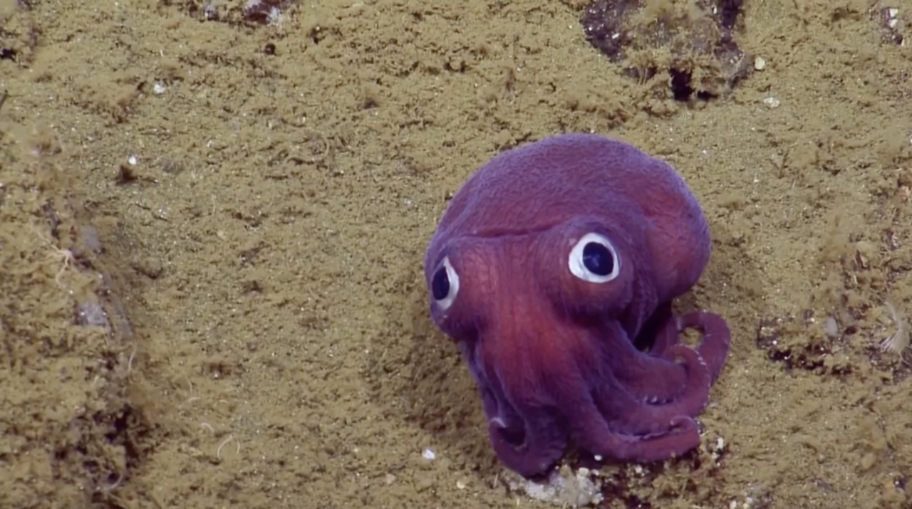 Crew finds purple ‘googly-eyed’ squid off California coast